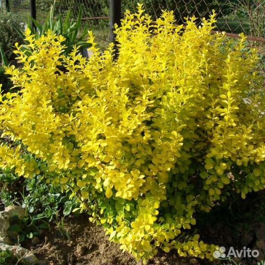 Саженцы растений