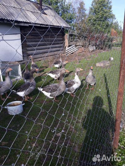 Гуси, курицы, индюки и петухи