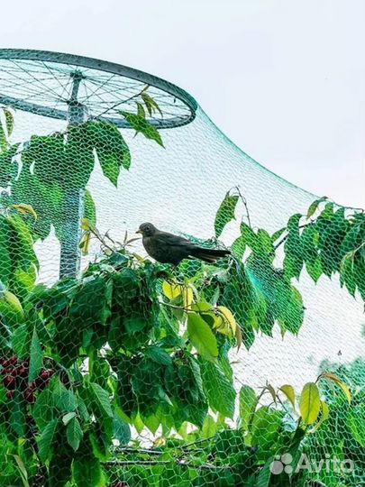 Сетка от птиц