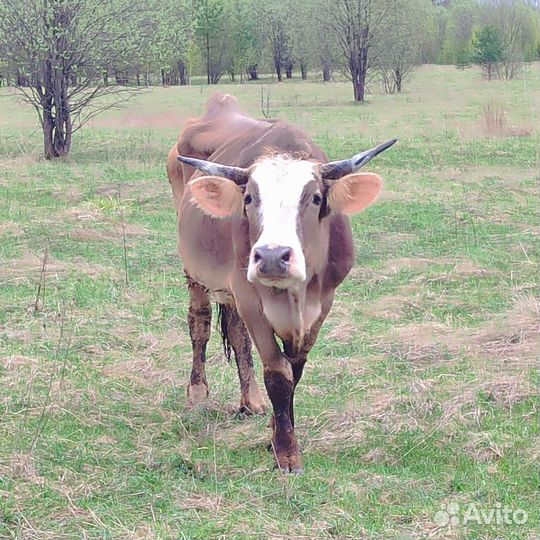 Коровы, телята