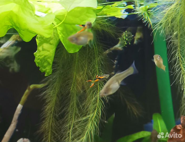 Гуппи Эндлера