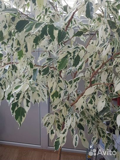 Фикус бенджамина