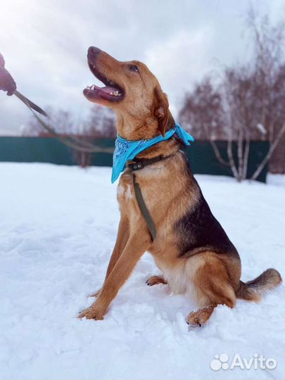 Собака Баффи ищет дом