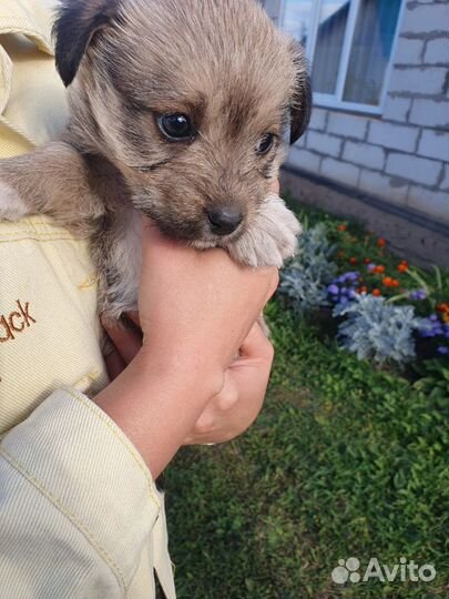 Щеночек девочка