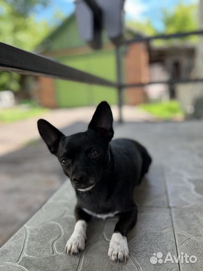 Вязка пинчер