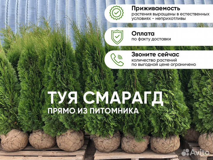 Туя Смарагд 1,3м- опт. Доставка