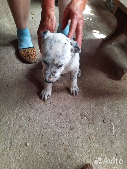 Собака в добрые руки отдам бесплатно