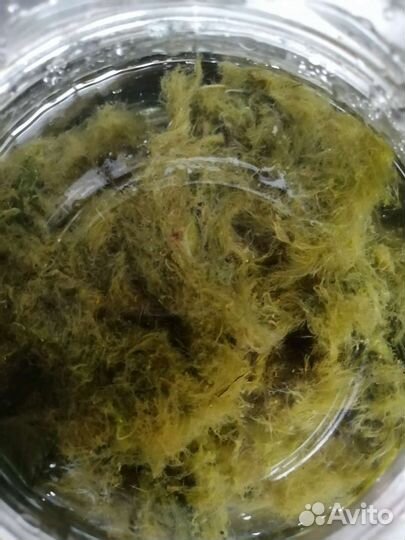 Мох для дизайна в аквариуме