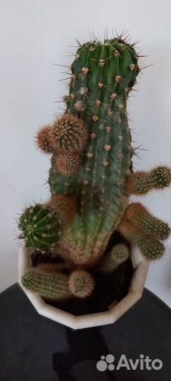 Кактус эхинопсис