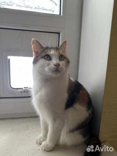 Кошечка из приюта в добрые руки