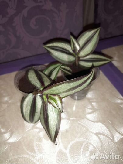 Традесканция 1