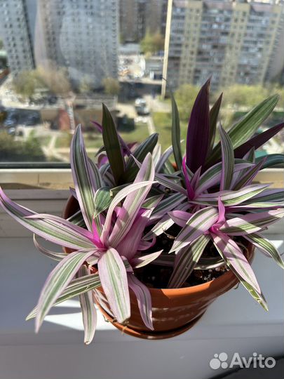 Традесканция рео