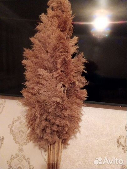 Сухих цветы