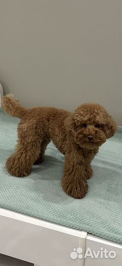 Пудель вязка