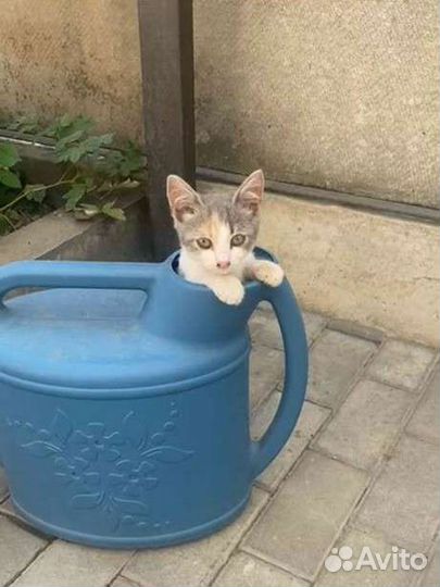 Кошка в дар бесплатно