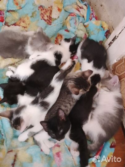 Кошка в дар