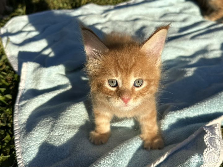 Котята мей кун ярко рыжие