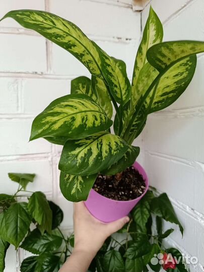 Диффенбахия Se Lemon Trop