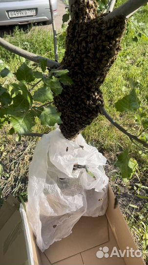 Сниму рой пчел