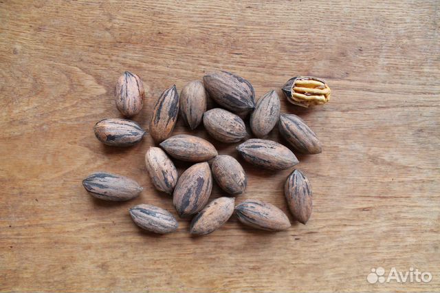 Кария Пекан саженцы и семена