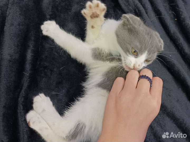 Британская девочка