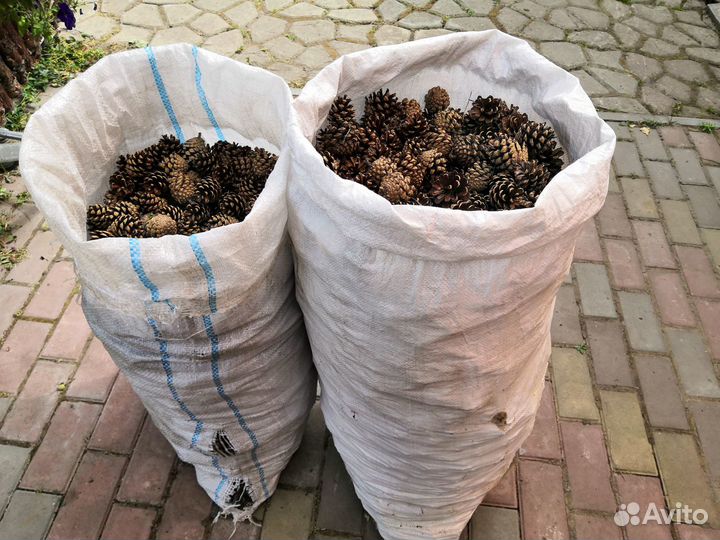 Шишки сосновые
