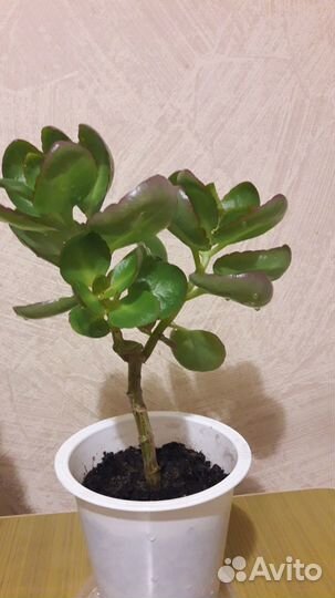 Каланхое цветущее