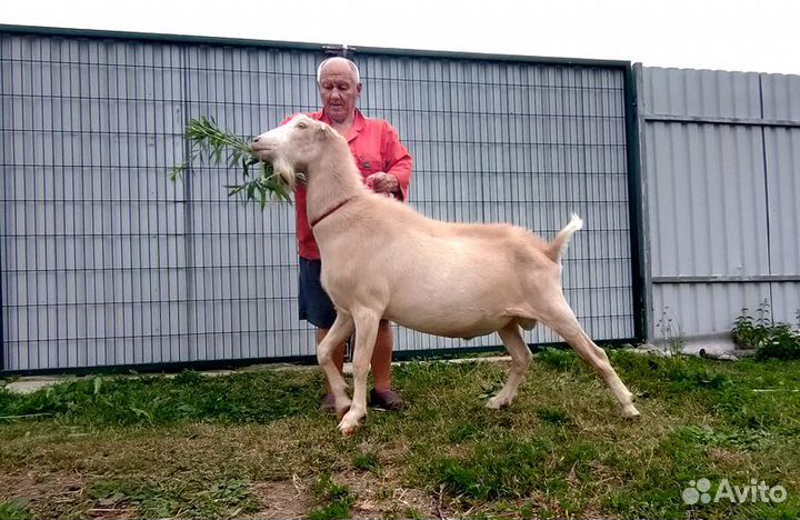 Козочка Ламанча