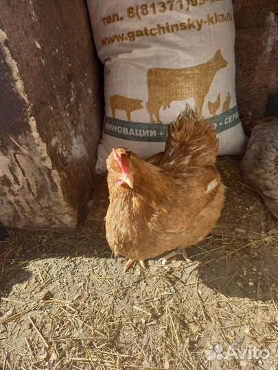 Цыплята суточные