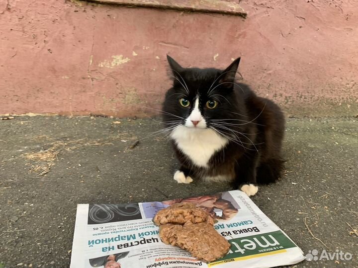 Черно-белая кошка окрас маркиз