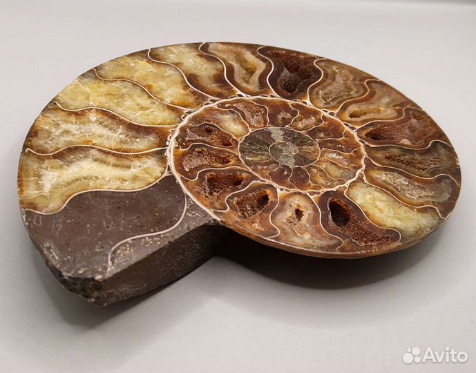 Аммонит Cleoniceras, Мадагаскар / Окаменелости