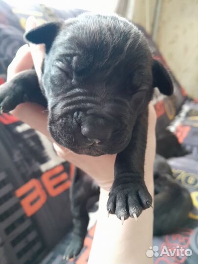 Щенки питбультерьера