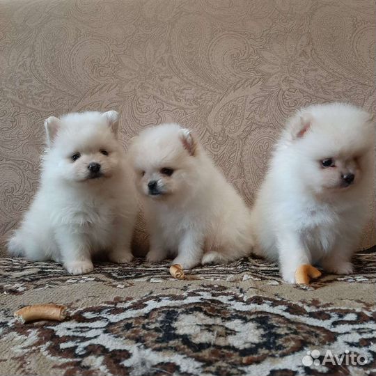 Щенки шпица