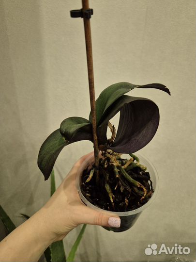 Орхидея фаленопсис