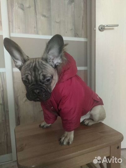 Зимняя куртка для собаки