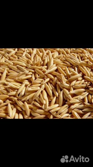 Продам овёс