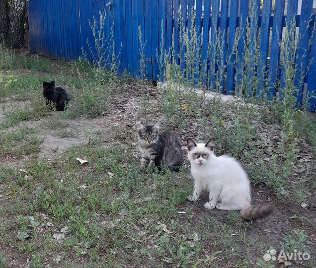 Котята в добрые руки