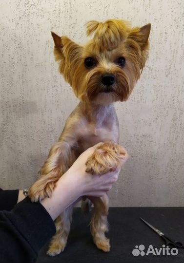 Груминг собак