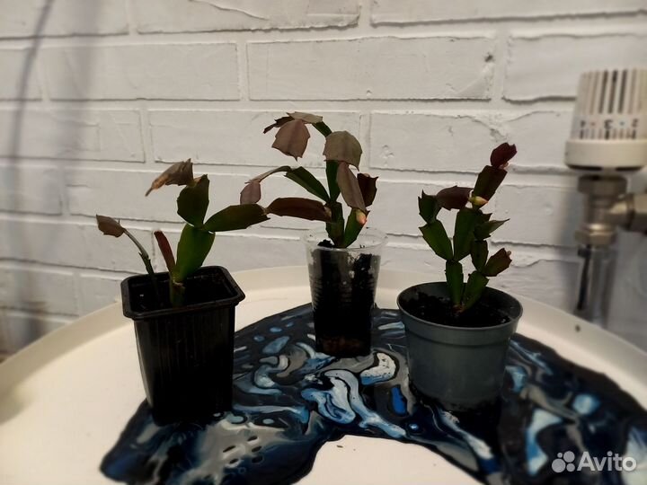 Ананас, декабрист, антуриум