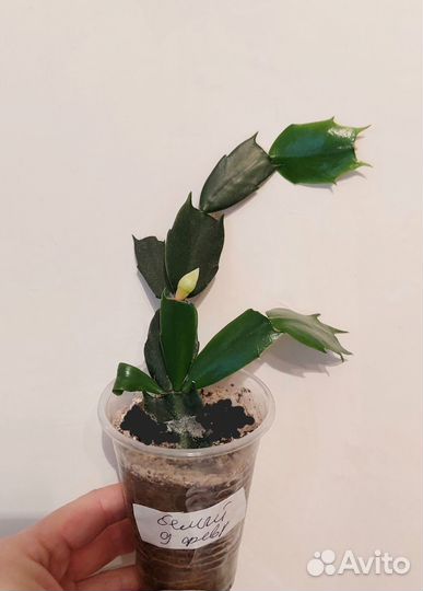 Декабрист, алоэ пестролистное