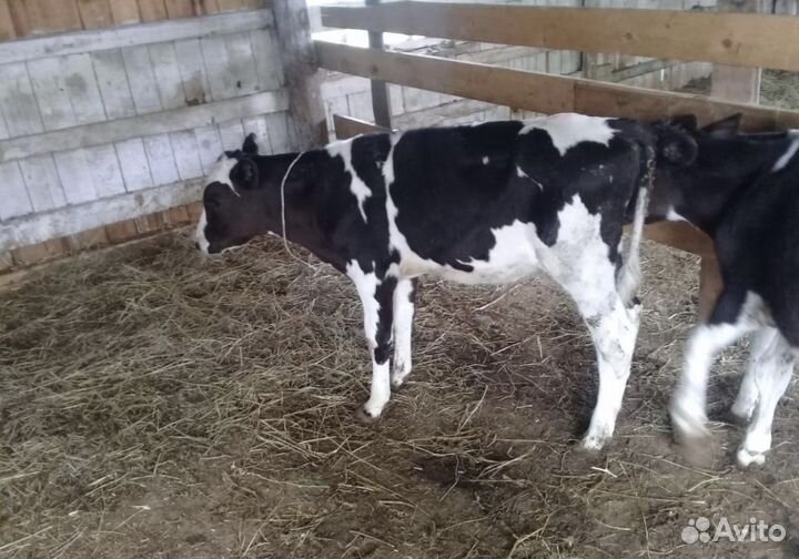 Бычки на откорм