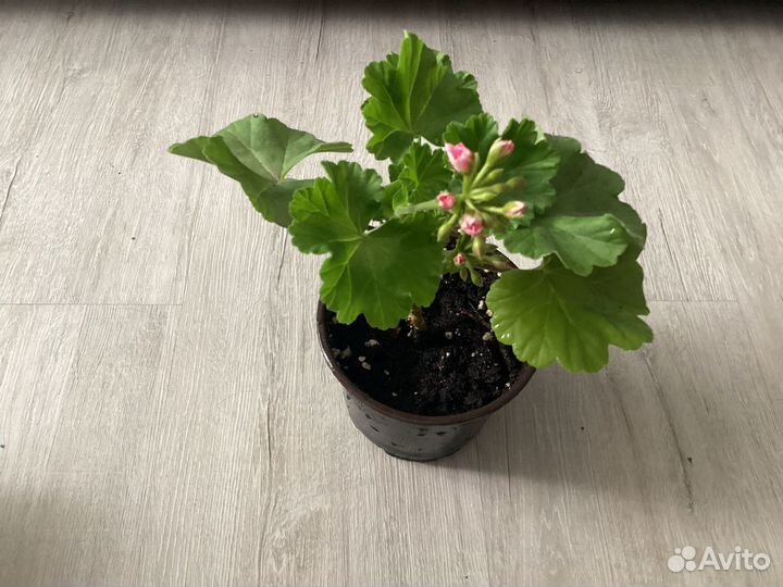 Пеларгония герань