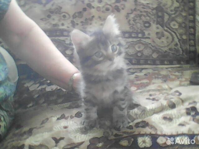 Котята