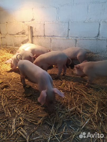 Поросята 1 месяц
