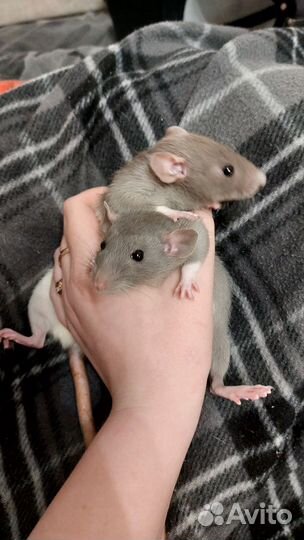 Крысы дамбо девочки