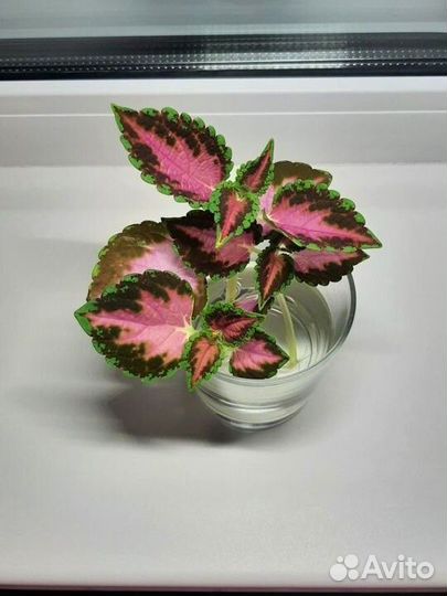 Колеус домашние цветы