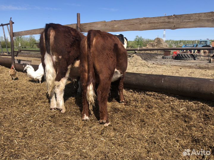 Быки герефорд