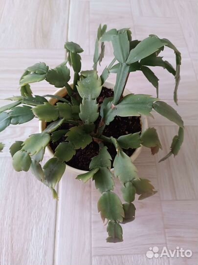 Декабрист цвет шампань с горшком