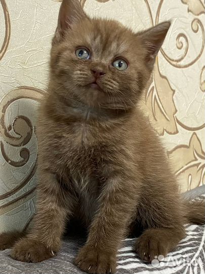 Котёнок шотландец