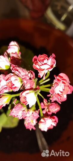 Пеларгония розебудная оранжевая